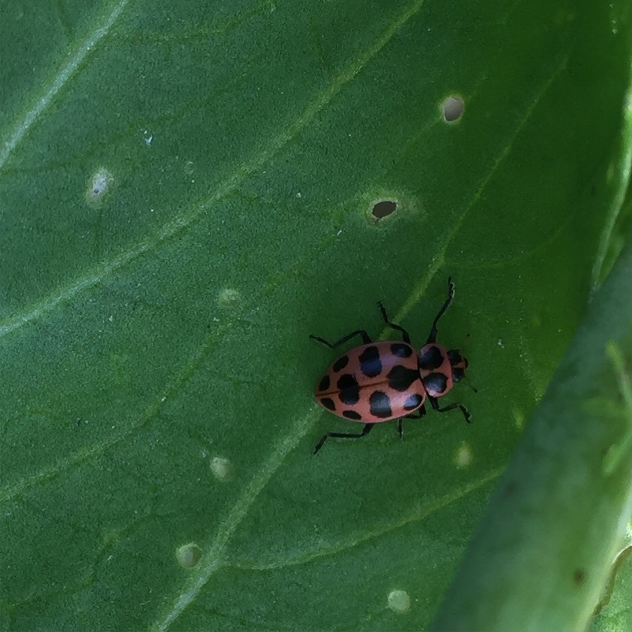 07242016 (Coleomegilla maculata)