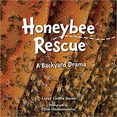 HoneybeeRescue